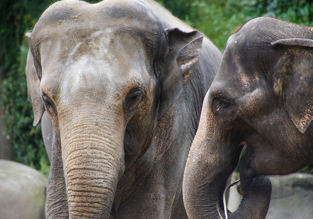 Foto prossimo piano di un elefante