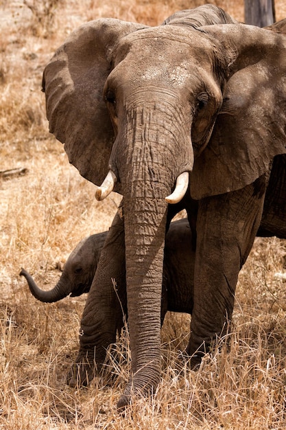 Prossimo piano di un elefante