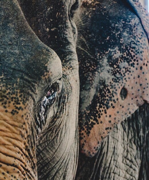 Close-up of elephant