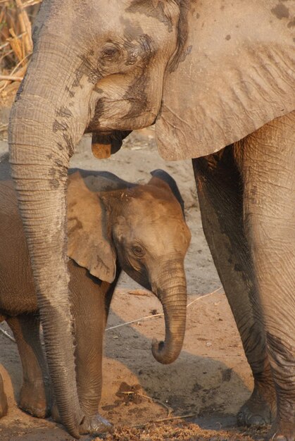 Foto prossimo piano di un elefante