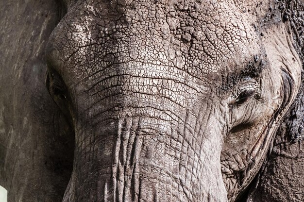 Foto prossimo piano di un elefante