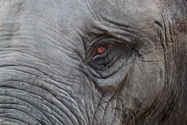 Photo close-up of elephant