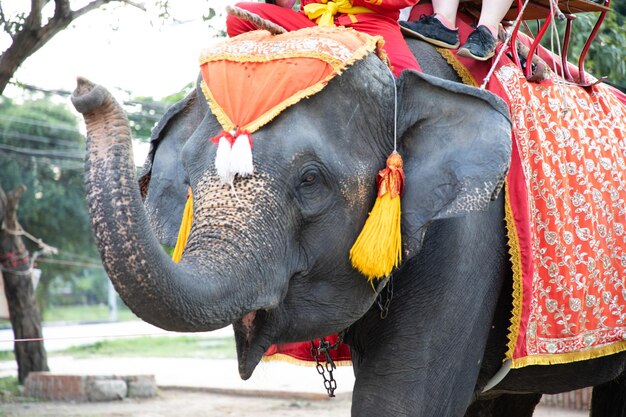 Photo close-up of elephant