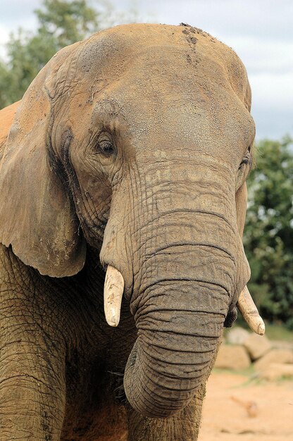 Foto prossimo piano di un elefante