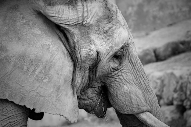 Foto prossimo piano di un elefante