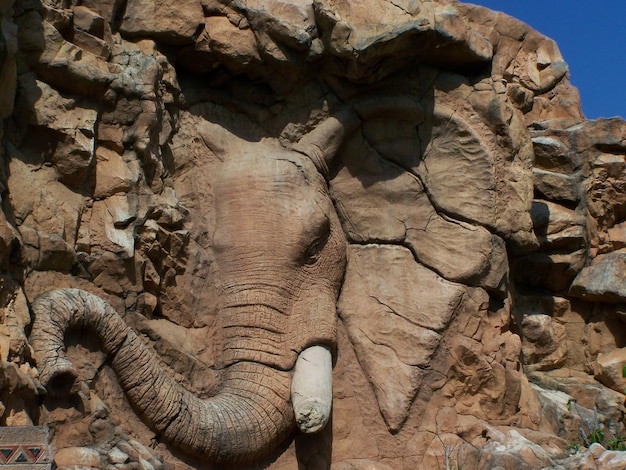 Photo close-up of elephant