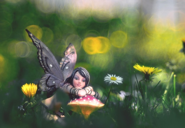close-up of elf butterfly on pink flowering mushroom