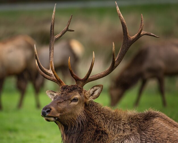 Close-up of elk on field