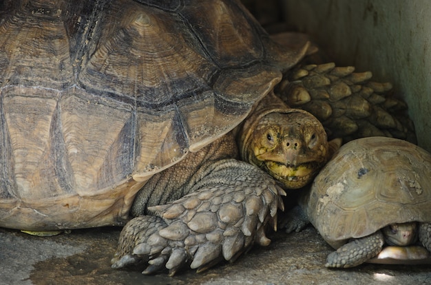 Close up Elongated Tortoise.