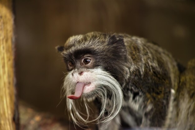 Photo close-up of emperor tamarin