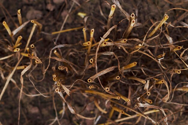 close up of empty wheat field after harvesting with top view