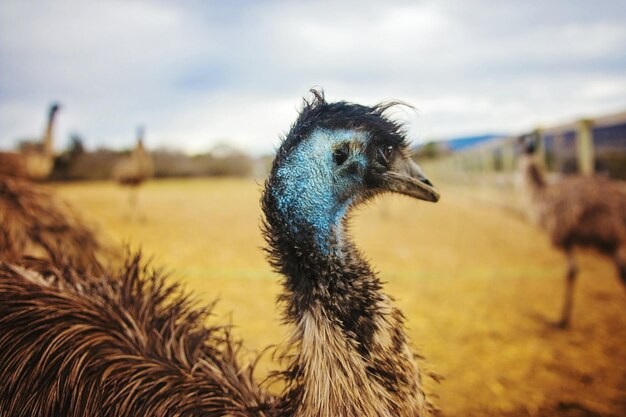 Foto prossimo piano dell'emu in fattoria