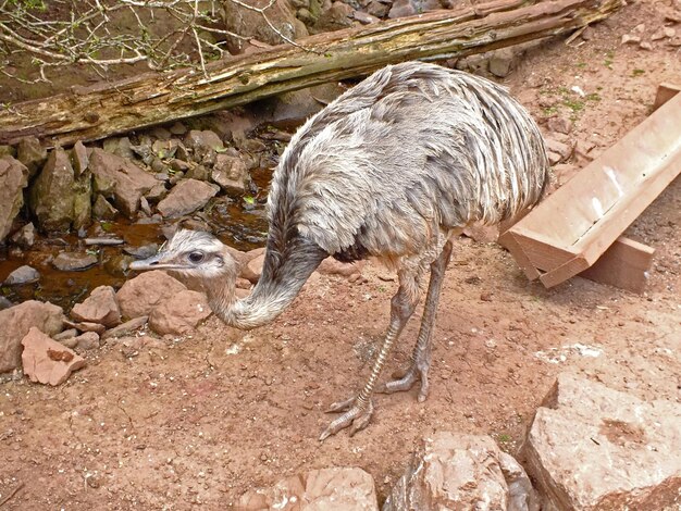 Foto prossimo piano dell'emu sul campo