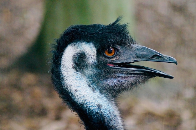 Foto prossimo piano dell'emu che guarda da un'altra parte