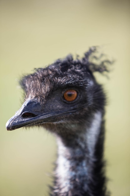 Foto prossimo piano dell'emu