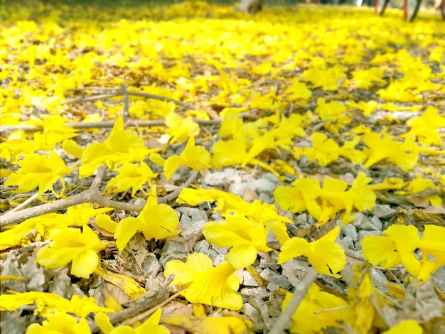 Close-up en bijsnijden van veel gele bloemen op de begane grond