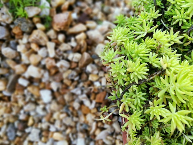 Close-up en bijsnijden van vetplanten op een wazige kleine decoratierotsachtergrond