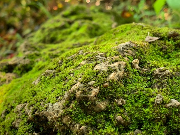 Close-up en gewas Citroengras of mos op de rotsen in het regenwoud
