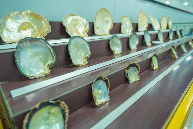 Close-up en selectieve focus van gekweekte parels in Oyster Shell-parelduiker die laat zien hoe je een schelp opent om zoutwaterparels te vinden, een oude traditie in de golflanden zoals de VAE