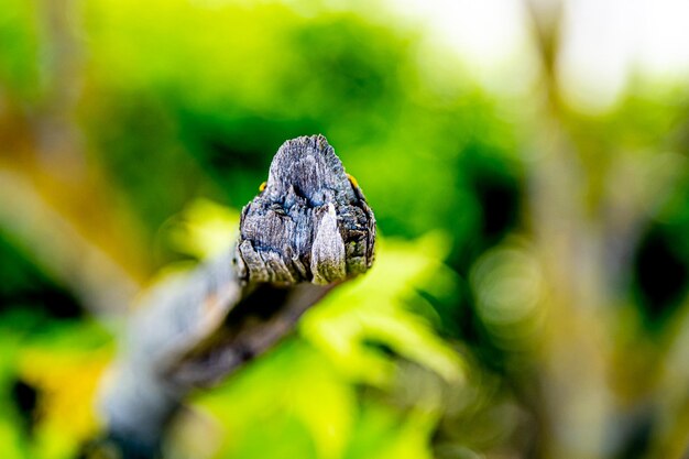 Photo close-up of end of the branch