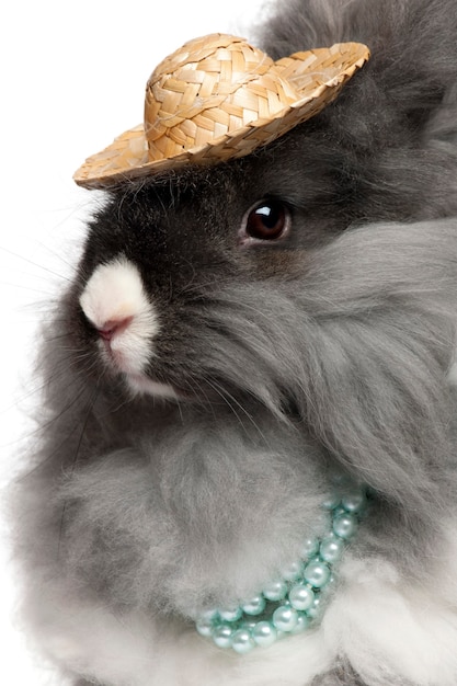 Close up of English Angora rabbit wearing pearls and straw hat