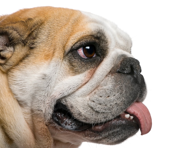 Close-up of English Bulldog, 3 years old, in front of white wall