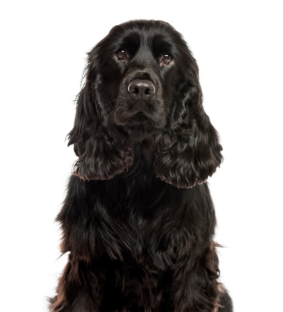 Close-up of a English Cocker spaniel in front of a white wall