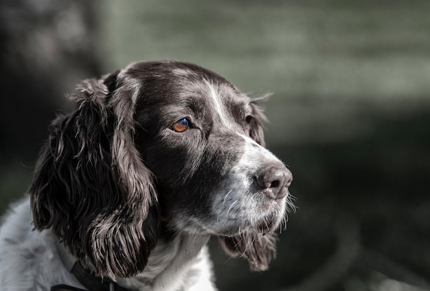 Photo close-up of english springer spaniel looking away