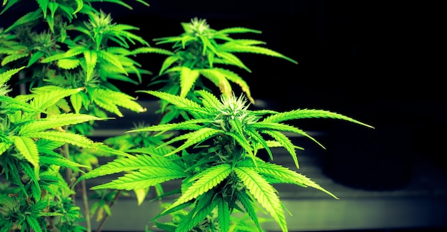 Close-up enkele cannabisplant met verheugende volgroeide toppen klaar om geoogst te worden