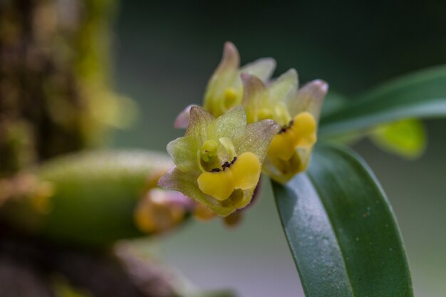 Chiuda sull'orchidea di amria di eria in natura, tailandia