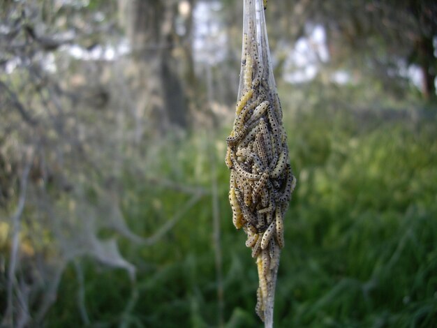 Photo close-up of ermine moths