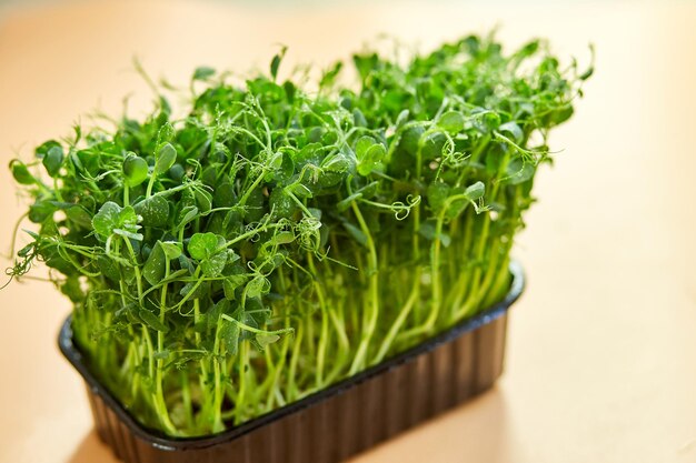 Close-up Erwten microgreens spruiten Gezond eten Spruiten van groene erwten concept Superfoodb kopie ruimte
