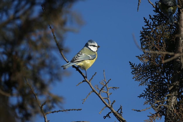 Close-up of Eurasian blue tit (Cyanistes caeruleus) sitting on a reed branch in the soft morning light. Detailed photo in winter plumage