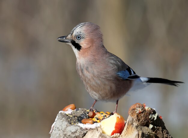 Close-up of a Eurasian jay portrait on a blurred . The detail of the plumage and the identifying features are clearly visible.