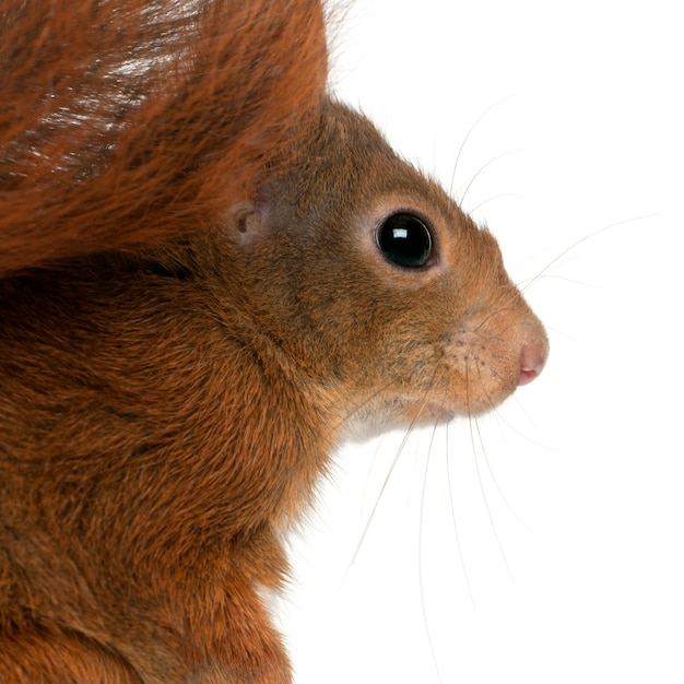 Крупный план евразийской красной белки, Sciurus vulgaris, перед белым фоном