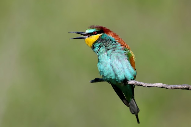 A close-up of a European bee-eater sitting on a branch with fluffy feathers and an open beak