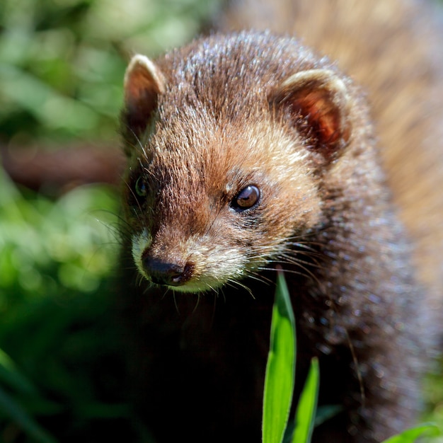 Крупный план европейского хорька (Mustela putorius)