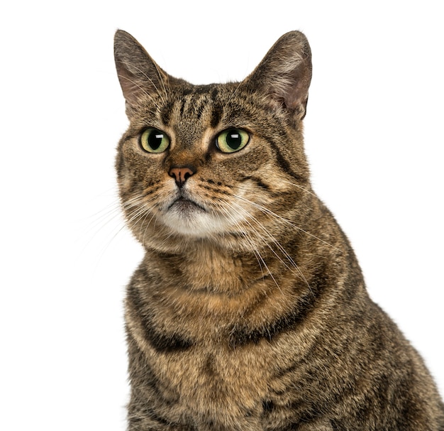 Close-up of a European shorthair isolated on white