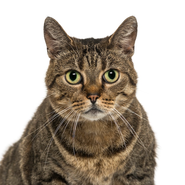 Close-up of a European shorthair looking at the camera isolated on white