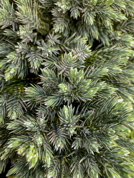 Close up of evergreen pine tree branches Selective focus