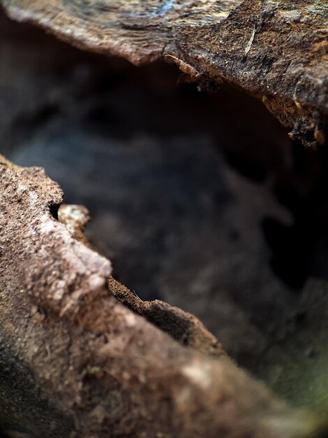 Foto un primo piano di legno marrone esotico con strisce di colori più chiari e più scuri dà a questo legno una consistenza unica e sorprendente