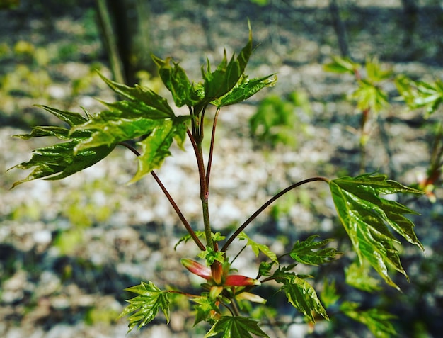 Foto close-up di una straordinaria pianta da fiore