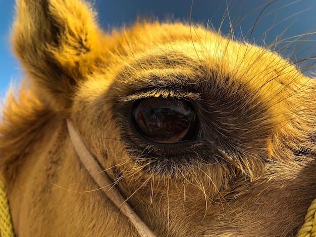 Photo close-up of eye against sky