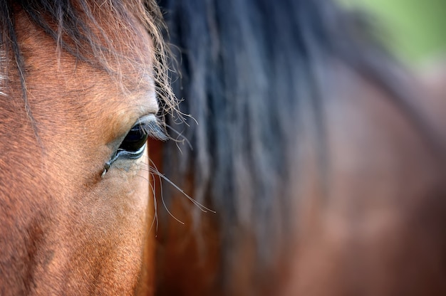 Close up eye of arabian bay horse