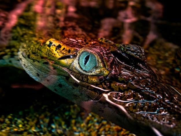 Foto close-up dell'occhio di un piccolo alligatore che sembra spaventoso