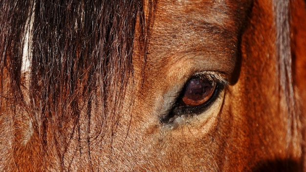 close up of the eye of a brown horse