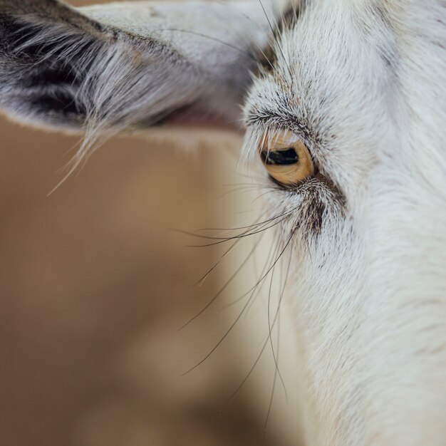 Close-up eye of a cow