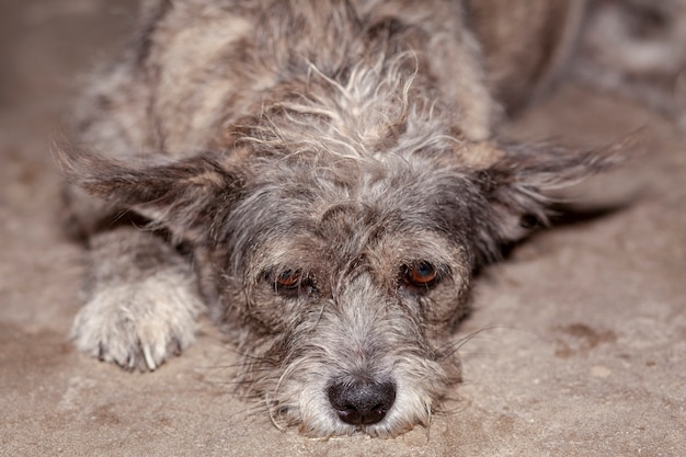 Chiuda sull'occhio sul cane tailandese di colore grigio e marrone capo è triste.