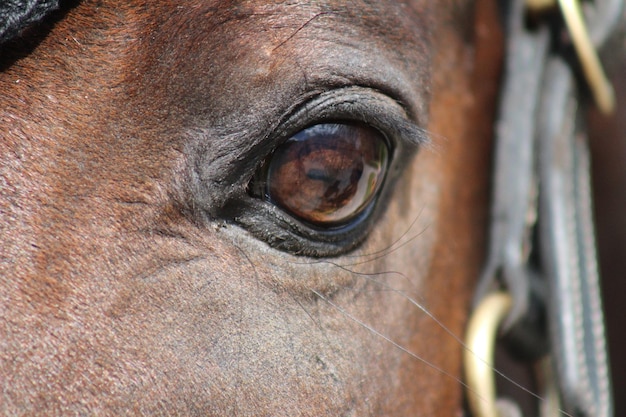 Photo close-up of eye of horse