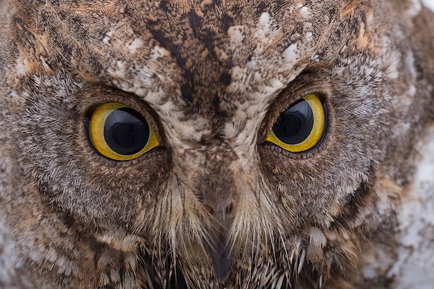 Close up eye of oriental scops owl 